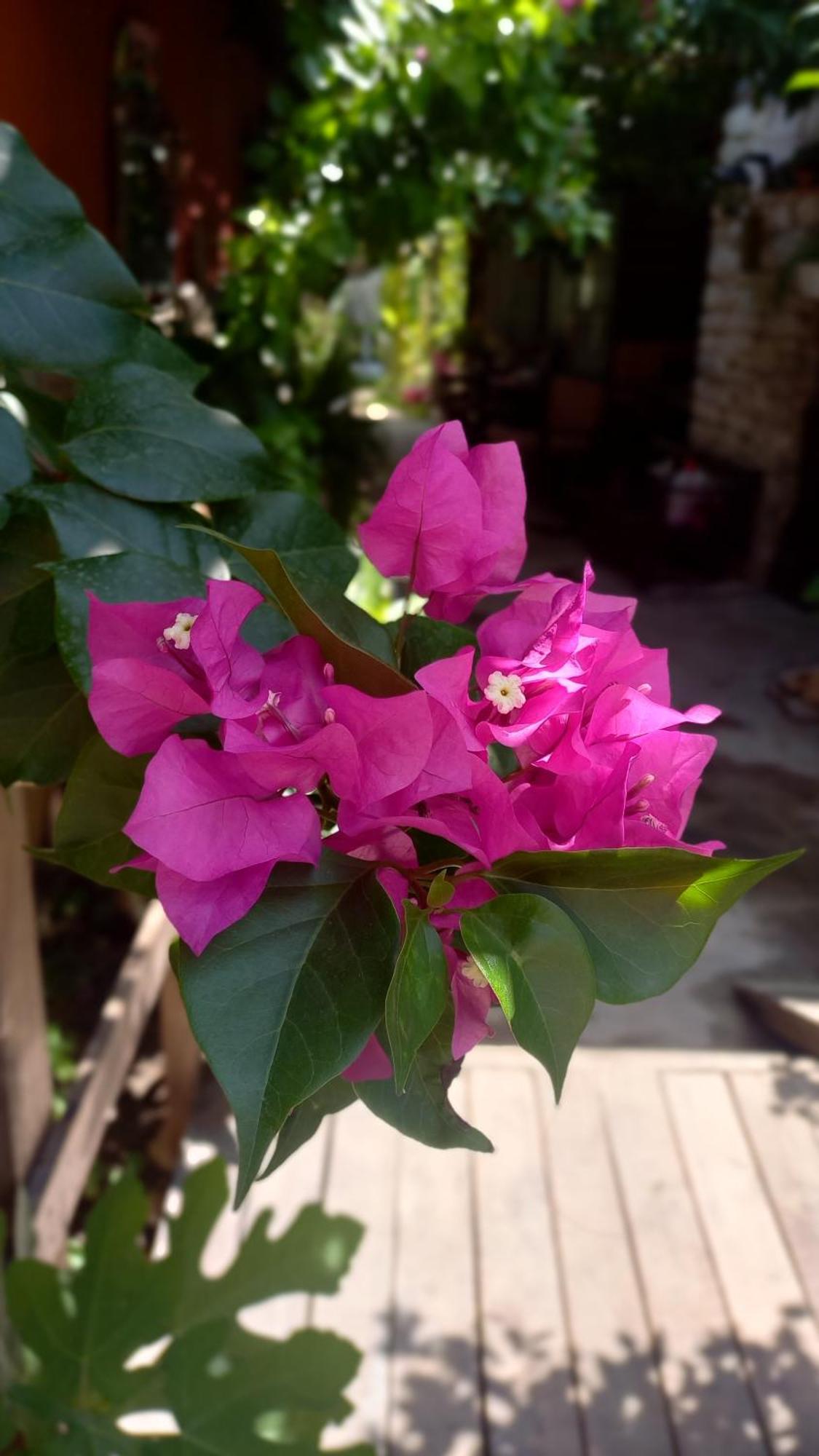 Demeter Rose Stonehouse Pansion Lägenhet Antalya Exteriör bild