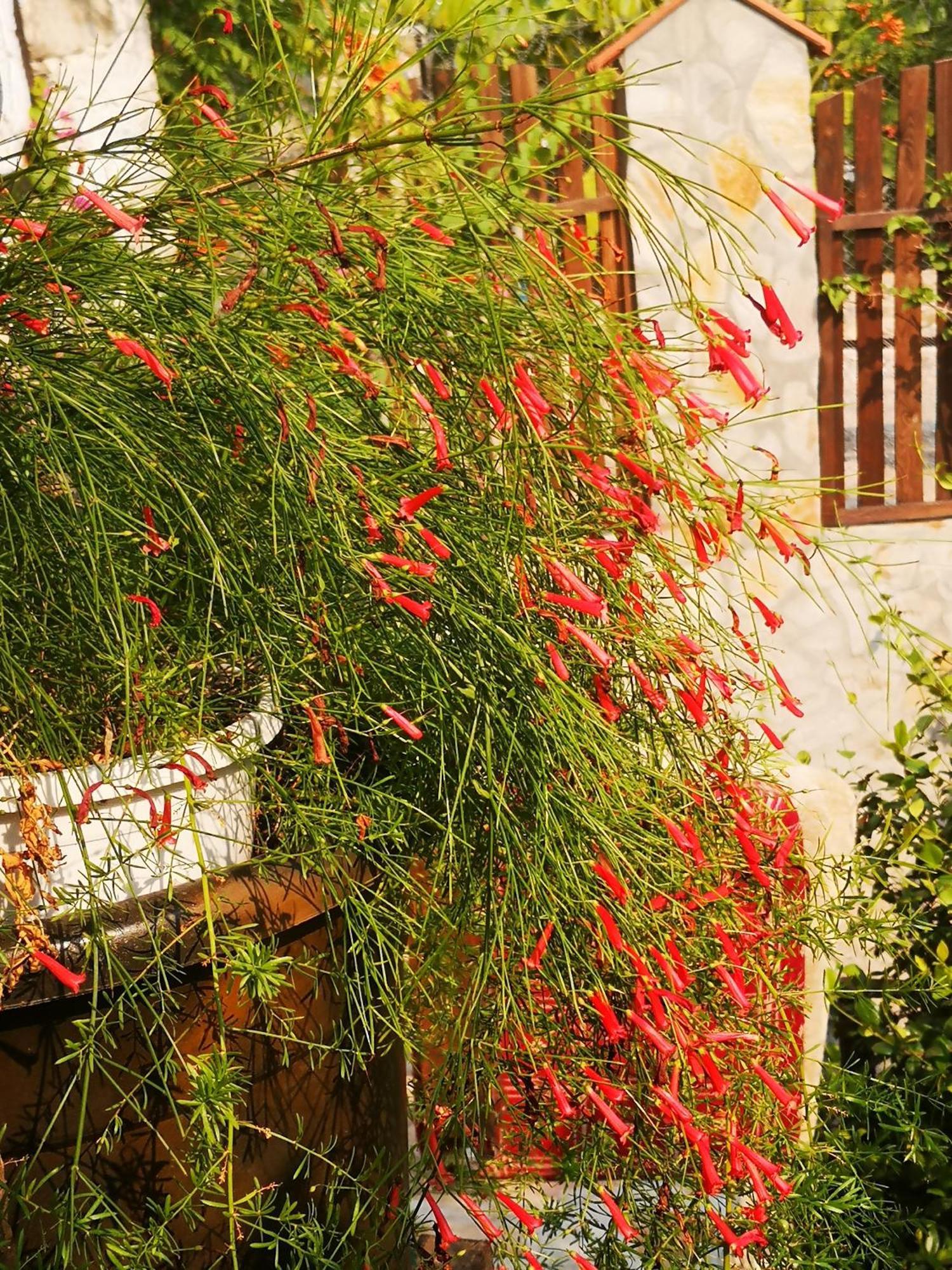 Demeter Rose Stonehouse Pansion Lägenhet Antalya Exteriör bild
