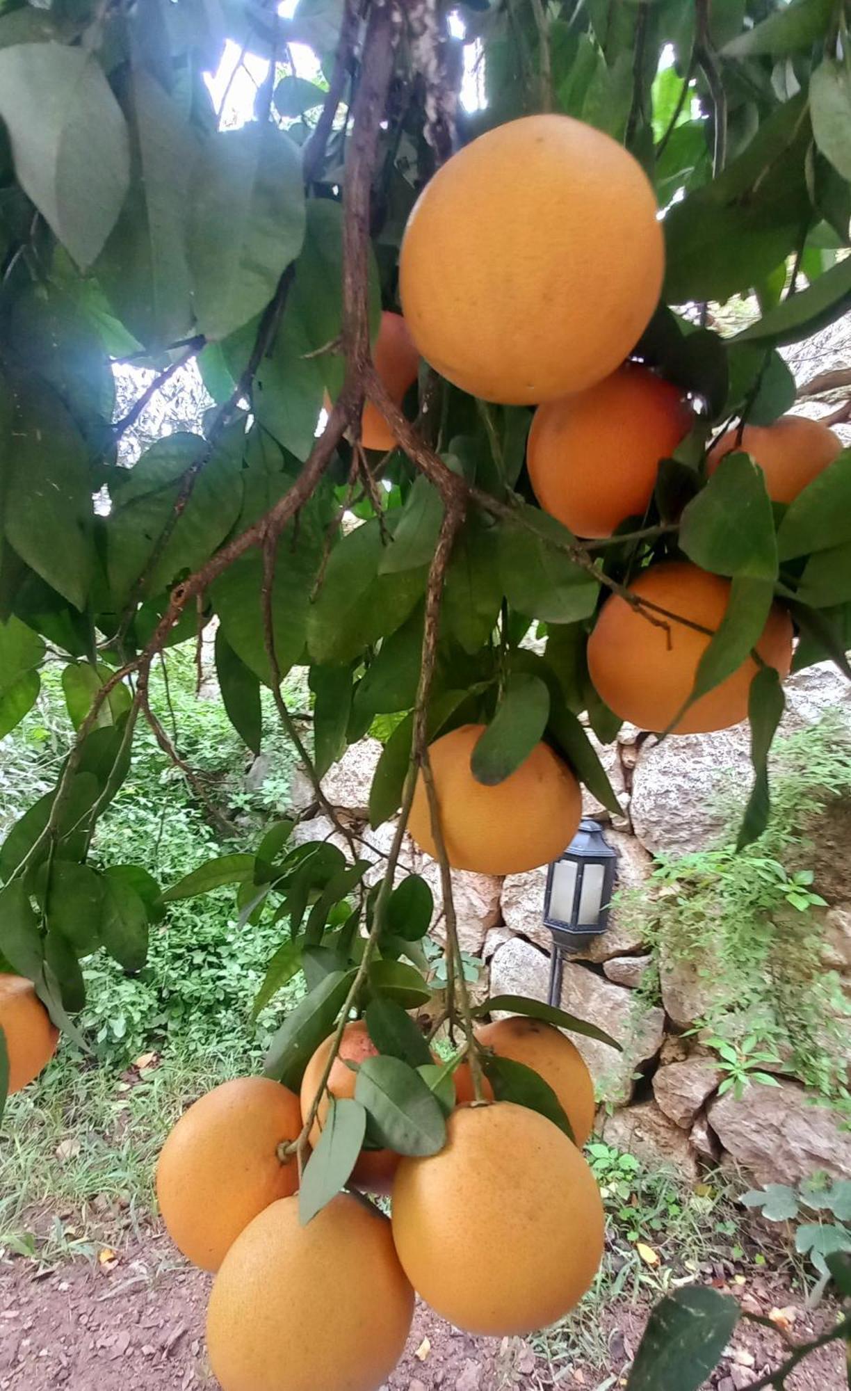 Demeter Rose Stonehouse Pansion Lägenhet Antalya Exteriör bild